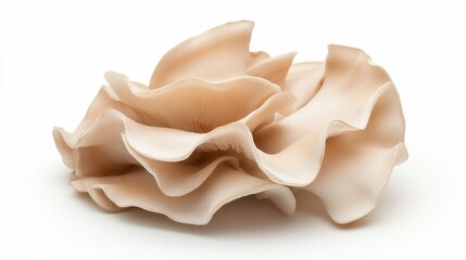 Wall Mural - Fresh maitake mushroom slices, revealing the intricate, frilled structure. Displayed against a white background to emphasize the texture