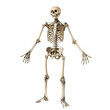© Mad Craft - Skeleton with open arms isolated on transparent background, skeleton png