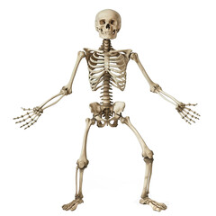 Skeleton with open arms isolated on transparent background, skeleton png