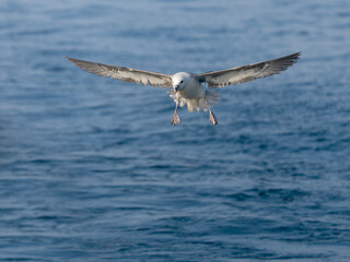 Poster - Fulmar, Fulmarus glacialis