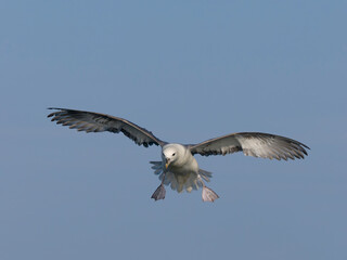 Canvas Print - Fulmar, Fulmarus glacialis