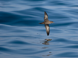 Wall Mural - Sooty shearwater, Puffinus griseus