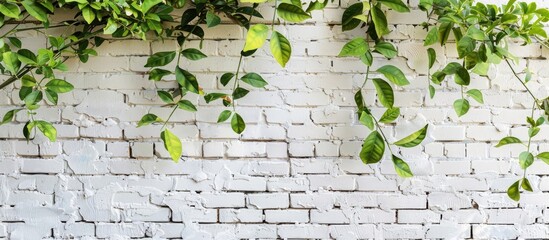 Poster - Vintage interior with a white brick wall contrasts beautifully with green lemon tree leaves creating a charming backdrop for a photo with copy space image