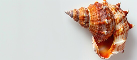 Poster - An orange color brown shell showcased on a white backdrop displaying copy space image