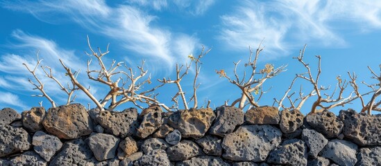 Poster - A wall of lava bricks on dry Lanzarote branches against a blue sky perfect as a copy space image