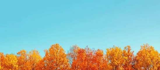 Aufkleber - Tree tops adorned with vibrant autumn foliage create a picturesque scene with a clear blue sky in the background ideal for a copy space image