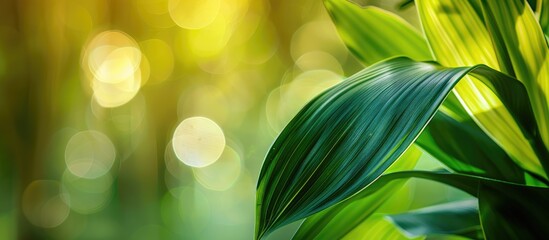 Aufkleber - Macro photograph featuring a lily leaf with a blurred background provides ample copy space image for text or graphics