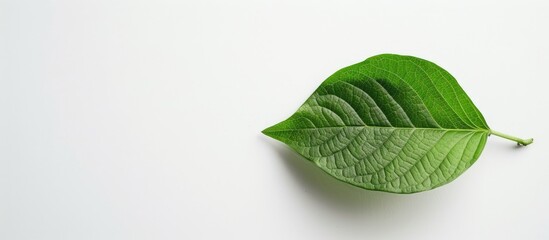 Canvas Print - Copy space image of a single leaf against a white background