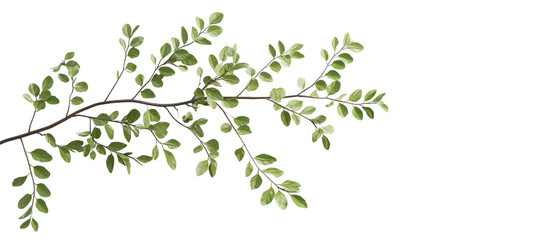 Vibrant Green Branch with Leaves Isolated 