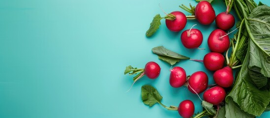 Poster - Radishes with their leaves intact set against a blue backdrop providing ample copy space image