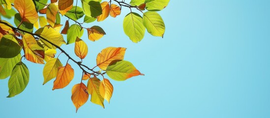 Fototapete - Scenic view of leaves on a tree branch against a clear blue sky with copy space image