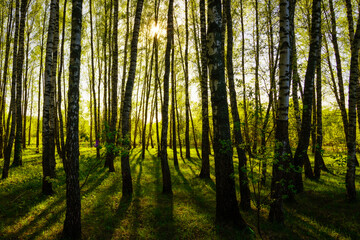  Sunset or sunrise in a spring birch forest with bright young foliage glowing in the rays of the sun and shadows.