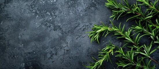 Aufkleber - Fresh organic rosemary plant a fragrant herb adding flavor to dishes Ideal for food preparation creating a vibrant and aromatic dish with a natural touch Perfect for culinary use Copy space image