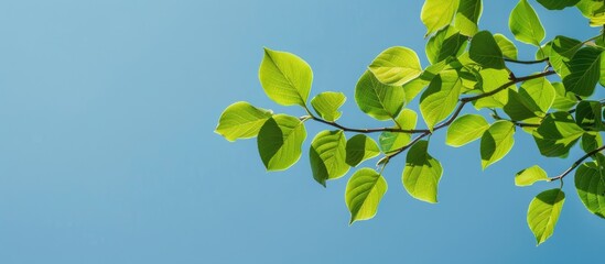 Fototapete - Scenic view of leaves on a tree branch against a clear blue sky with copy space image