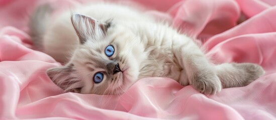 Wall Mural - A white British kitten with blue eyes is lying on its back on a pink fabric creating a lovely copy space image