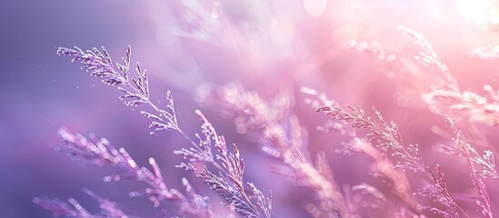 Aufkleber - Softly blurred light purple grass texture creates a lovely background with copy space image