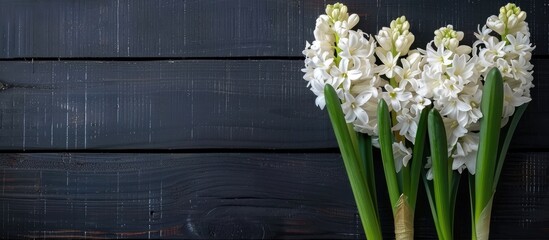 Poster - Hyacinth flowers in a white color against a black wooden table with space for text or images. Creative banner. Copyspace image