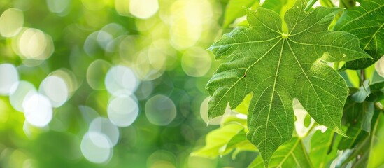 Fototapete - Nature view of a papaya leaf against a green garden backdrop with copy space image for a fresh wallpaper concept