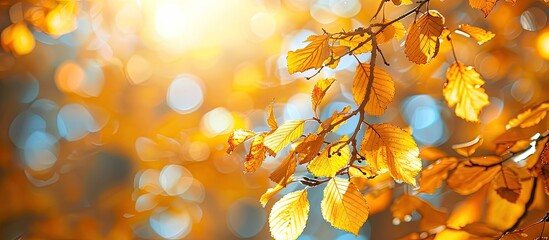 Aufkleber - Sunny autumn day in a forest with yellow dry leaves offering a beautiful macro bokeh background ideal for text with copy space image