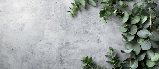 Poster - Eucalyptus twigs displayed on a grey concrete background for a greeting card with copy space image