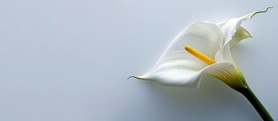 Poster - A stunning calla lily blossom set against a white backdrop providing copy space image