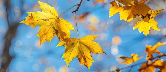 Sticker - A sunny autumn day captured in macro photos featuring yellow maple leaves against a blue sky providing copy space and selective focus with natural light