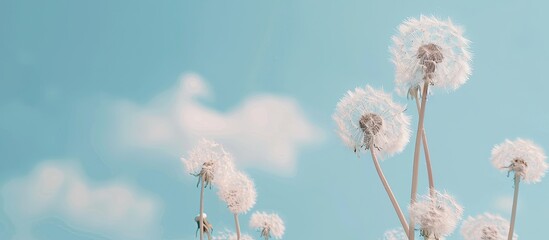 Aufkleber - Nature backgrounds with dandelion flowers offer a serene aesthetic with ample copy space image for various design purposes