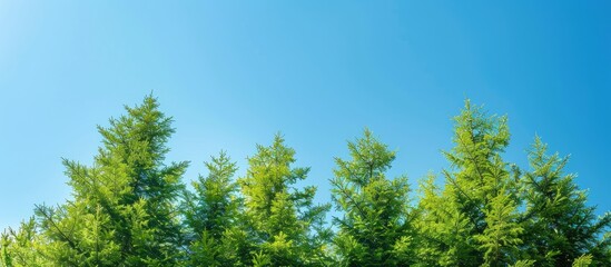 Poster - Lush green fir trees set against a clear blue sky highlighting nature s beauty and emphasizing environmental awareness Ideal for copy space image