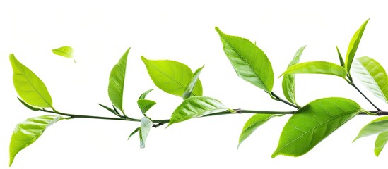 Aufkleber - Fresh young green tea leaves branch on white background ideal for food concepts with clipping path and copy space image