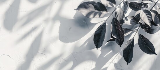 Poster - Neutral nature background with a gray leaf shadow on a white wall suitable for text placement in the copy space image