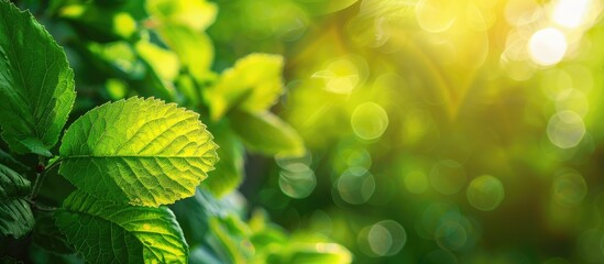 Fototapete - Green leaf with copy space image against a blurred greenery background in a garden illuminated by sunlight representing a fresh ecological landscape