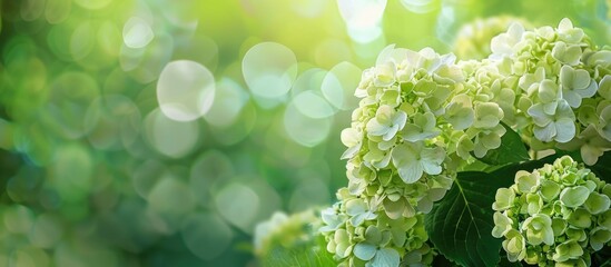 Wall Mural - hydrangea in early summer with beautiful blooms in a copy space image