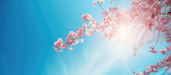 Sticker - Scenic view capturing beautiful cherry blossom against a clear blue sky in a copy space image