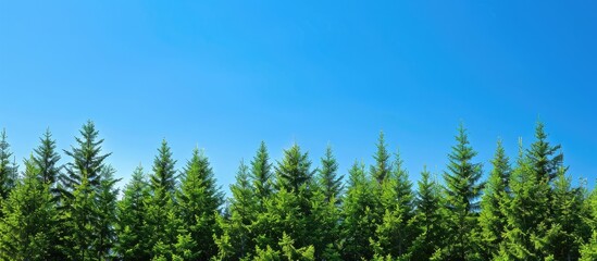 Poster - Lush green fir trees set against a clear blue sky highlighting nature s beauty and emphasizing environmental awareness Ideal for copy space image