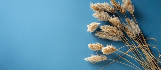 Lagurus ornamental plant s dried ears as a decoration on a blue backdrop with copy space image