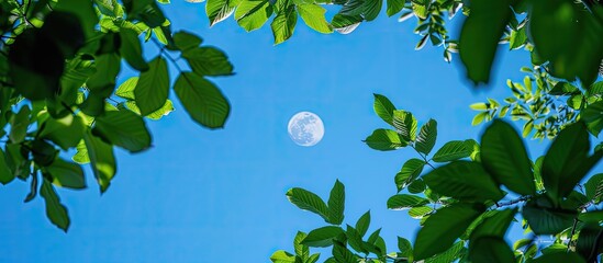 Wall Mural - view up through the green leaves to the blue summer sky with moon in copy space image