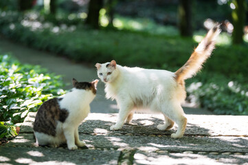 Poster - Outdoors, two cats staring at each other