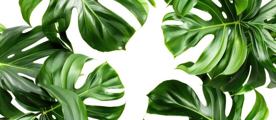 Leinwandbilder - Monstera leaves border a white backdrop providing copy space image