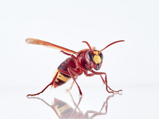 Wall Mural - The Oriental Hornet in a white background. Vespa orientalis. Asian Hornet