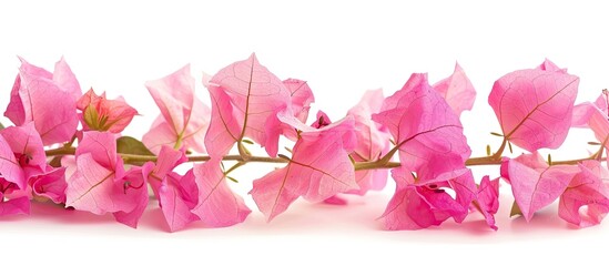 Leinwandbilder - Pink Bougainvillea flower isolated on white background providing ample copy space image