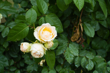 Wall Mural - 4 beige flowers of roses in mid June