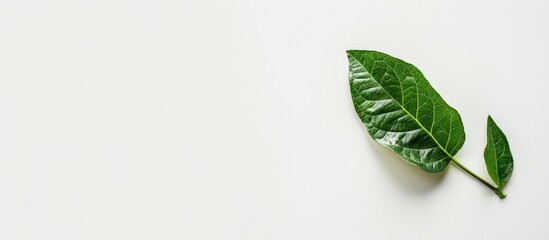Fototapete - Copy space image of a single leaf against a white background