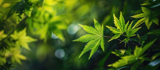 Poster - A serene image of a green leaf in a garden surrounded by lush greenery perfect for a natural backdrop with space for text or graphics. Creative banner. Copyspace image