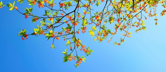 Wall Mural - Sunny day shows colorful branches of hazel tree against blue sky creating an image with copy space