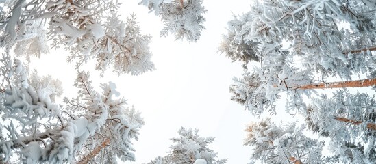 Fototapete - Snow covered pine trees viewed from below with a clear white sky in the background providing a great copy space image