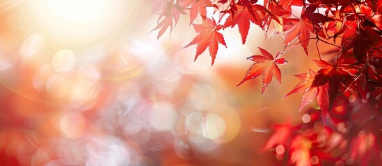 Poster - Nature background featuring red maple leaves in autumn on a blurred background with copy space image