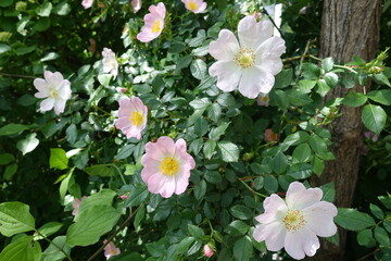 Wall Mural - Multiple light pink flowers of dog rose in mid May