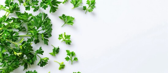 Aufkleber - Parsley creatively displayed in a design on a white background with copy space image available