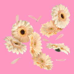 Wall Mural - Beige gerbera flowers in air on pink background