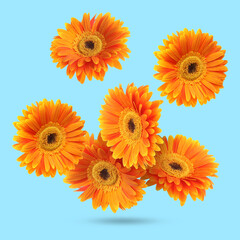 Wall Mural - Orange gerbera flowers in air on light blue background